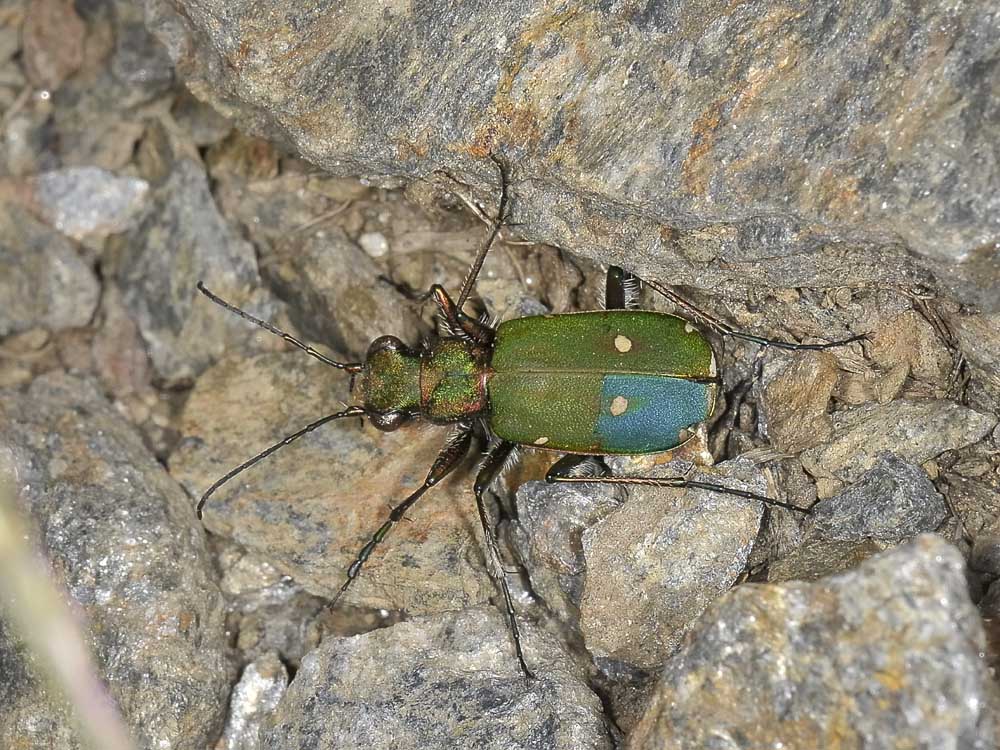 Cicindela con inserto